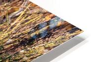 Walnut Crunching HD Metal print