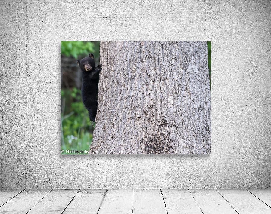 Baby Bear Wall Preview