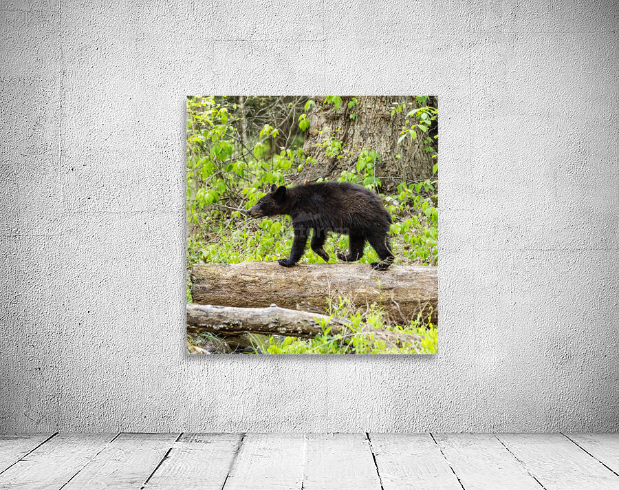Bear casually strolling across a log. Wall Preview