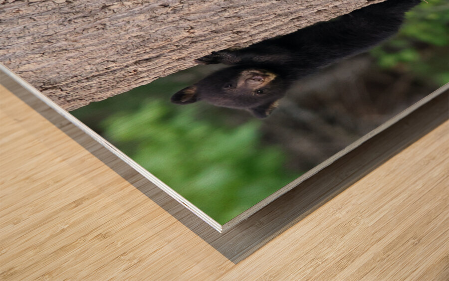 Baby Bear Wood print