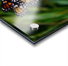 Butterfly Acrylic print