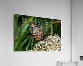 Butterfly Acrylic Print