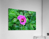 Bumble Beach Rose Acrylic Print