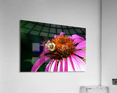 Bumble 5 Acrylic Print