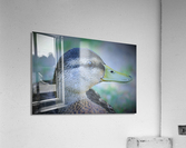 Duck Portrait Acrylic Print