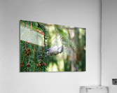 Chickidee 1 Acrylic Print