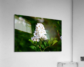 Foliage 2 Acrylic Print