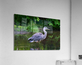 July Heron 1 Acrylic Print