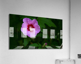 Softened Flower Acrylic Print