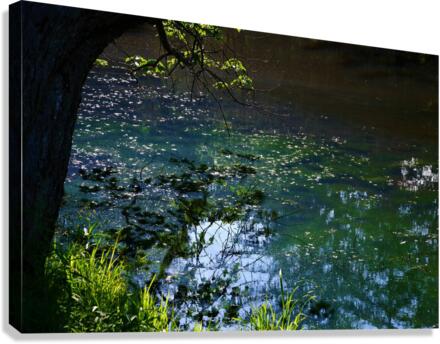 Early Summer Pond Canvas Print