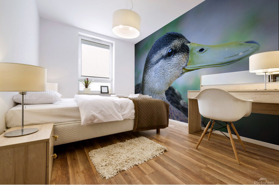 Duck Portrait Mural print