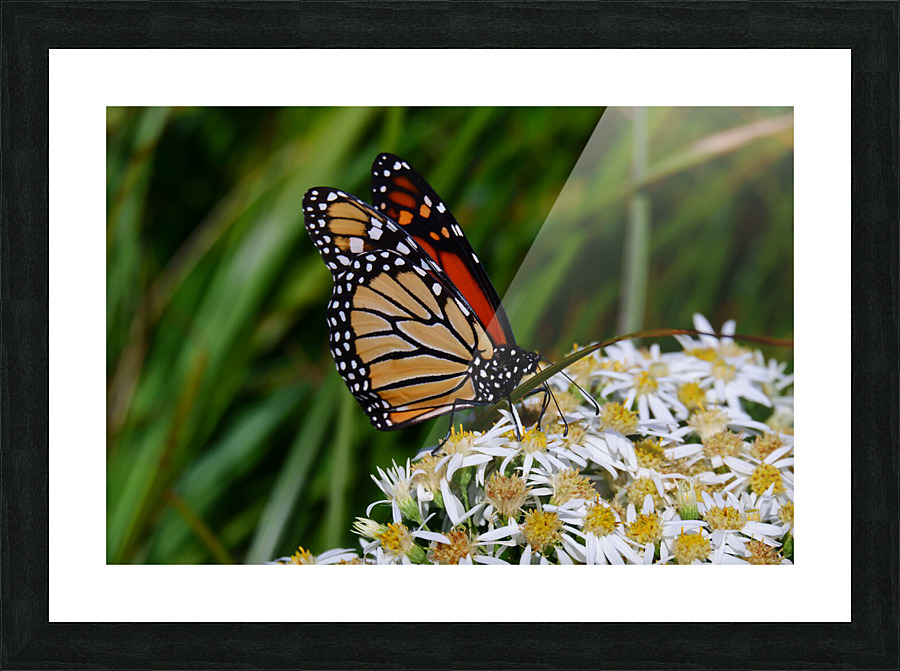 Butterfly Picture Frame print