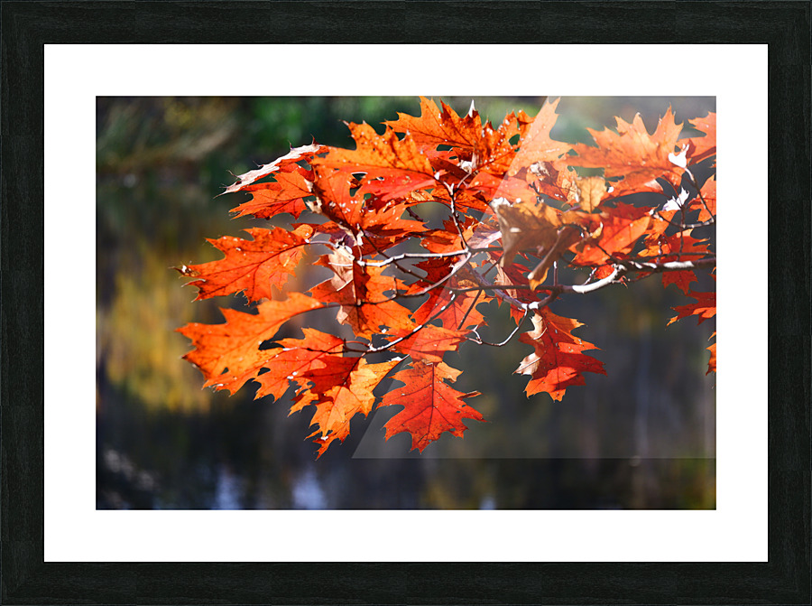 Fall Leaves Picture Frame print