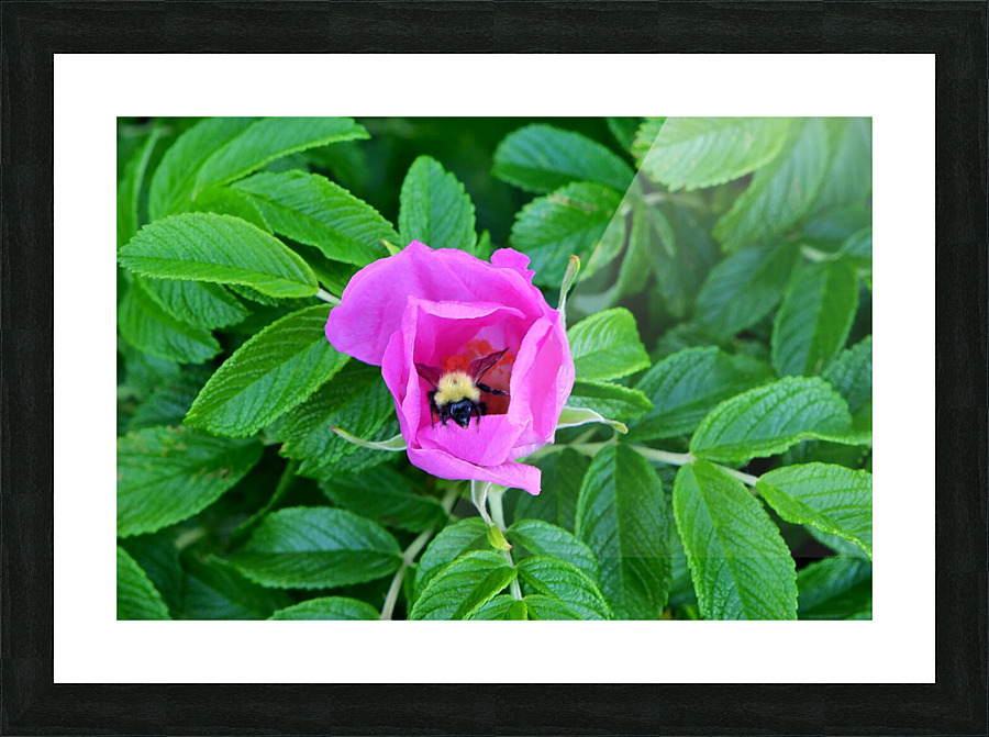 Bumble Beach Rose Picture Frame print