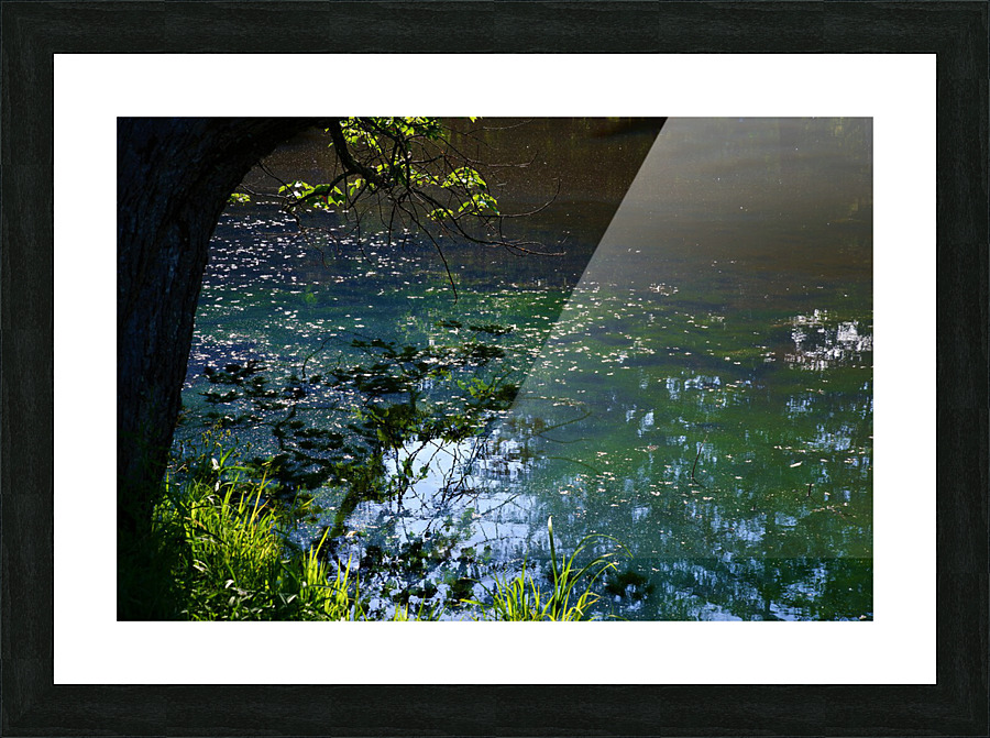 Early Summer Pond Picture Frame print