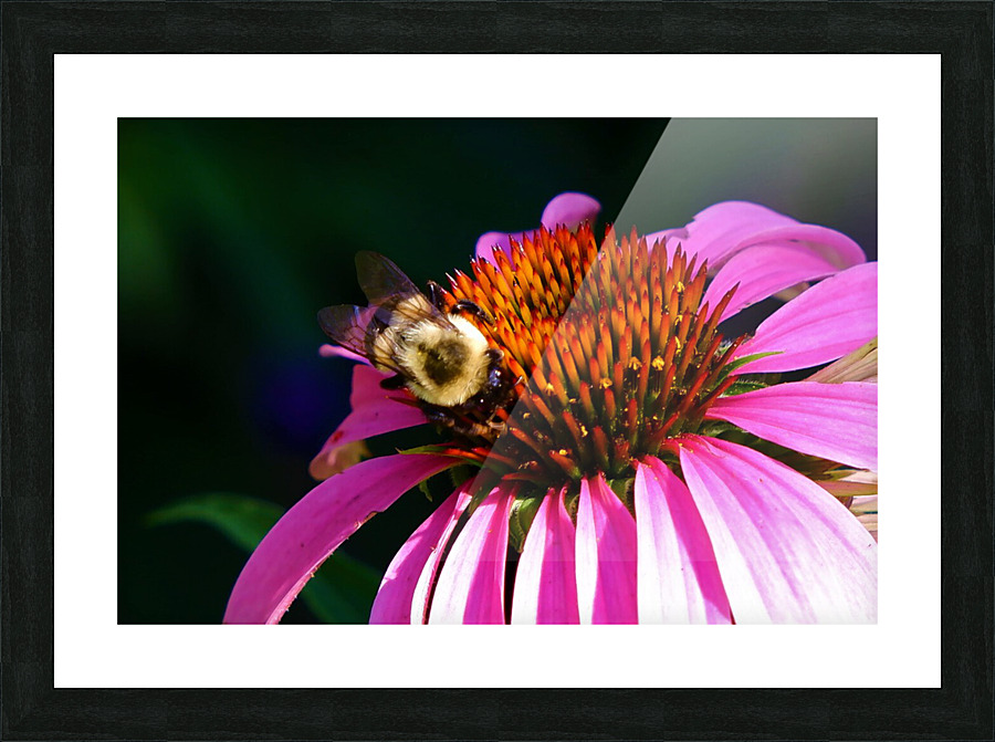 Bumble 5 Picture Frame print