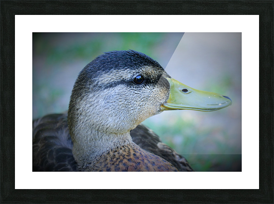 Duck Portrait Picture Frame print