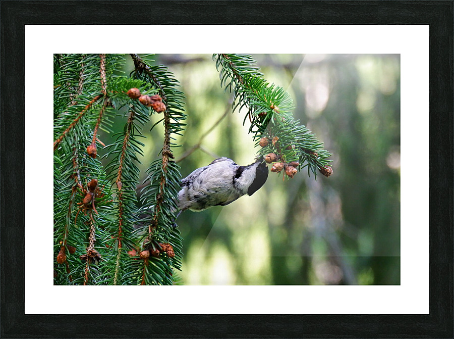 Chickidee 1 Picture Frame print