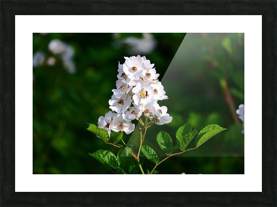 Foliage 2 Picture Frame print