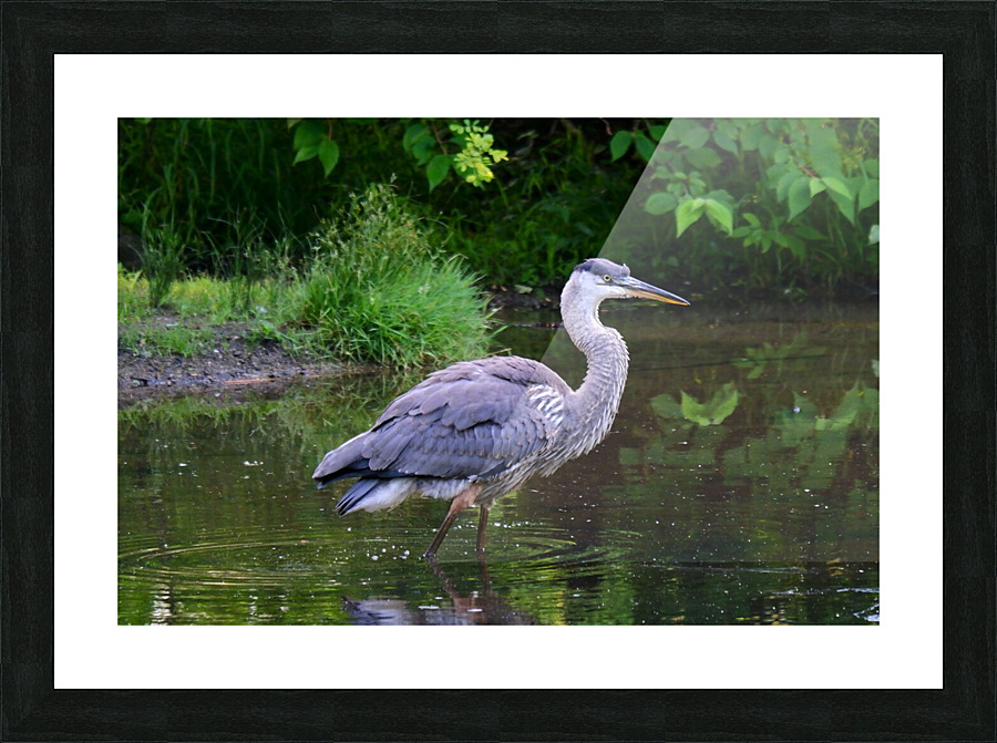 July Heron 1 Picture Frame print