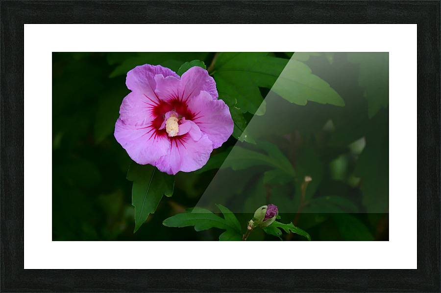 Softened Flower Picture Frame print