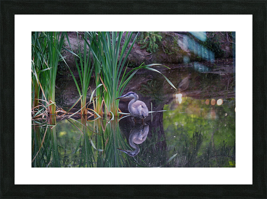 Blue Heron Picture Frame print