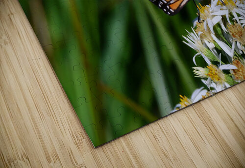 Butterfly Peter Lindsey puzzle