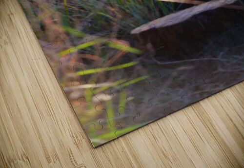 Pathway Peter Lindsey puzzle