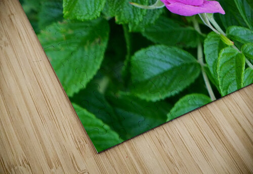 Bumble Beach Rose Peter Lindsey puzzle