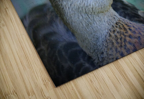 Duck Portrait Peter Lindsey puzzle