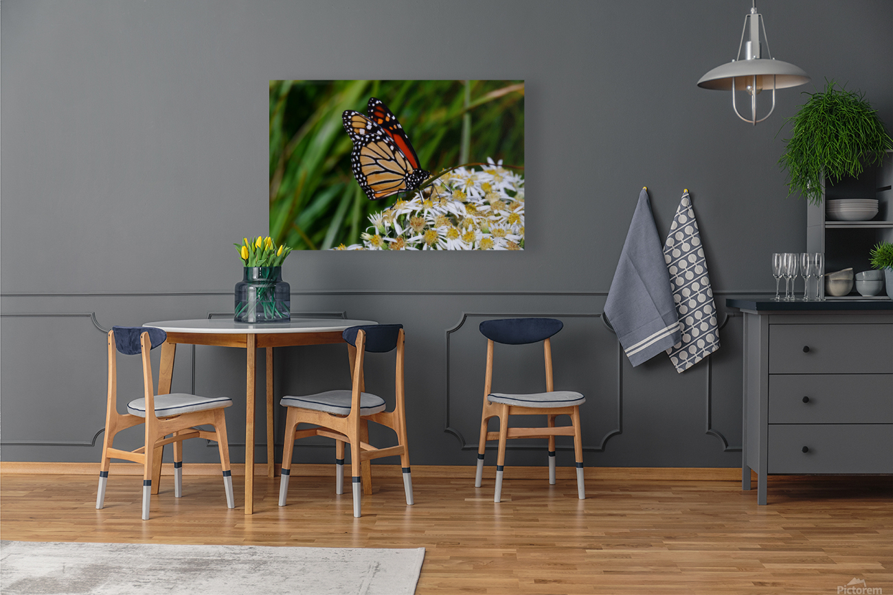 Butterfly Reproduction