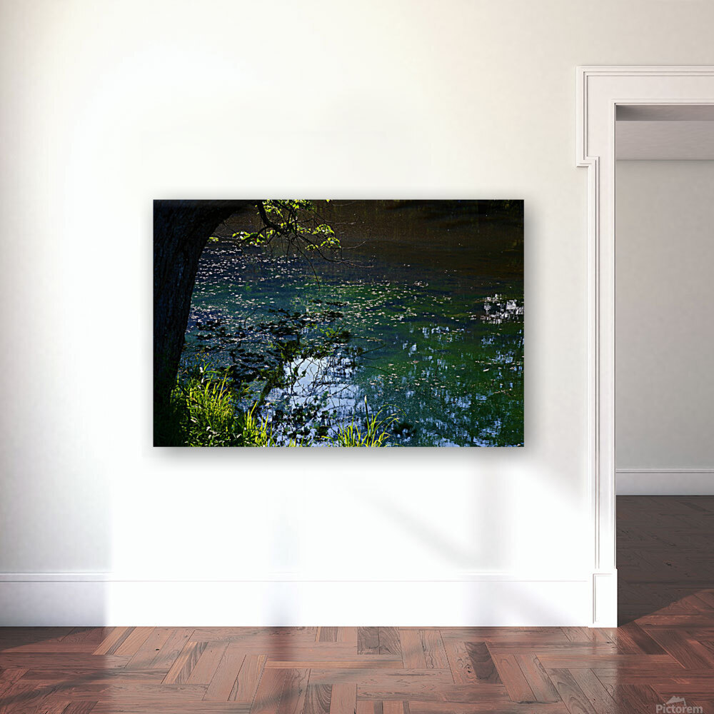 Early Summer Pond Reproduction