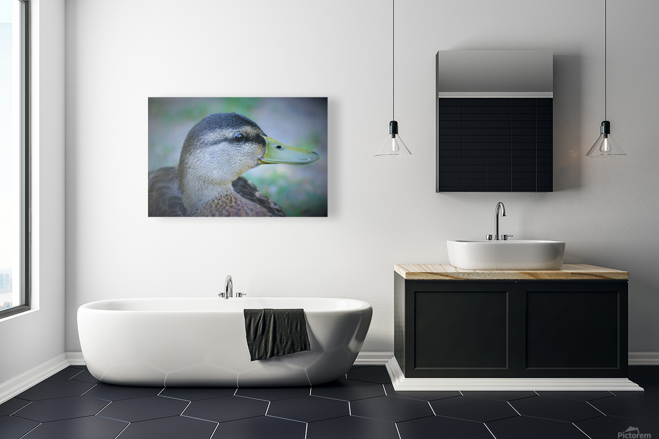 Duck Portrait Reproduction