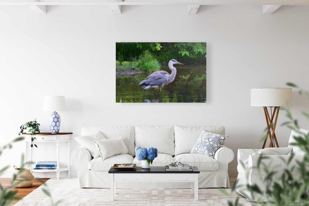 July Heron 1 Reproduction