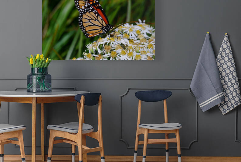 Butterfly by Peter Lindsey