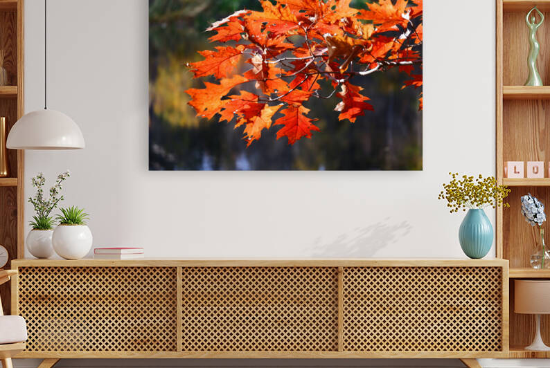 Fall Leaves by Peter Lindsey