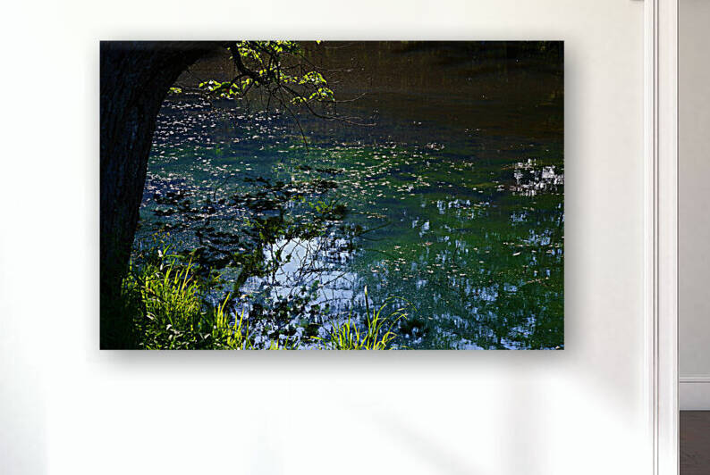 Early Summer Pond by Peter Lindsey