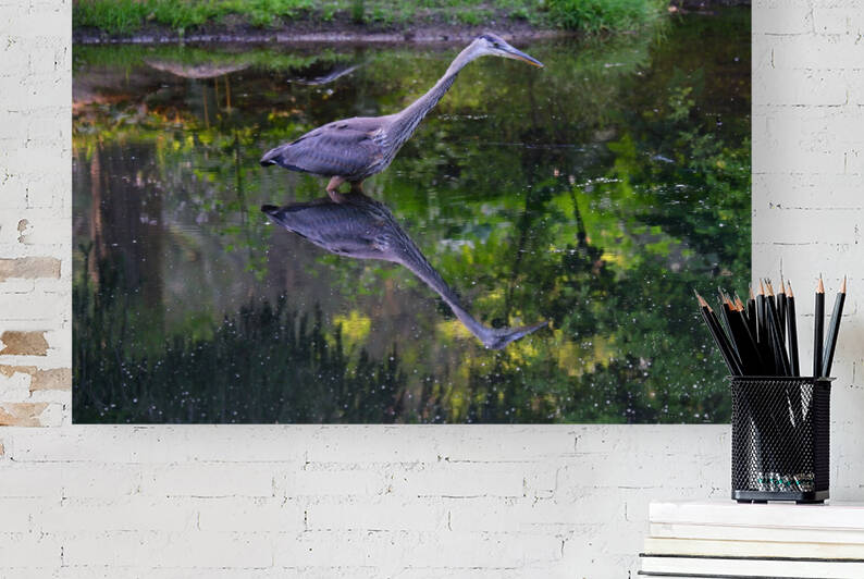 July Heron 5 by Peter Lindsey