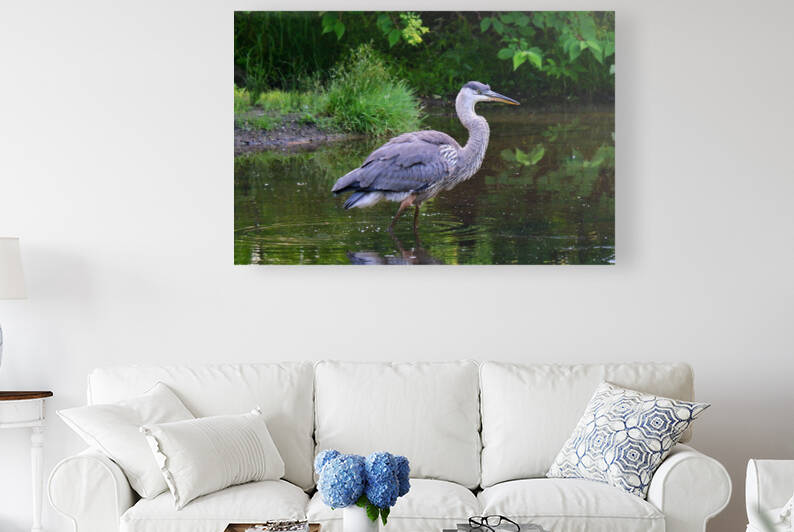 July Heron 1 by Peter Lindsey
