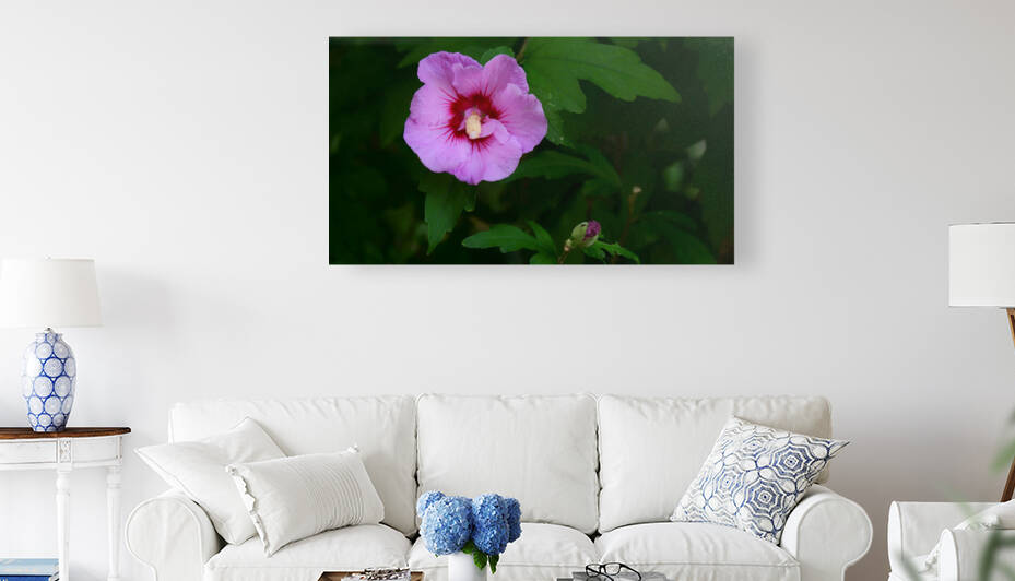 Softened Flower by Peter Lindsey
