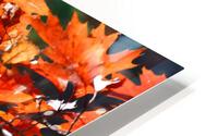 Fall Leaves HD Metal print