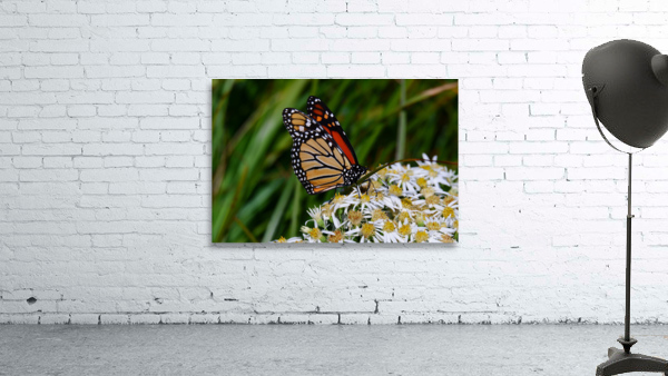 Butterfly Wall Preview