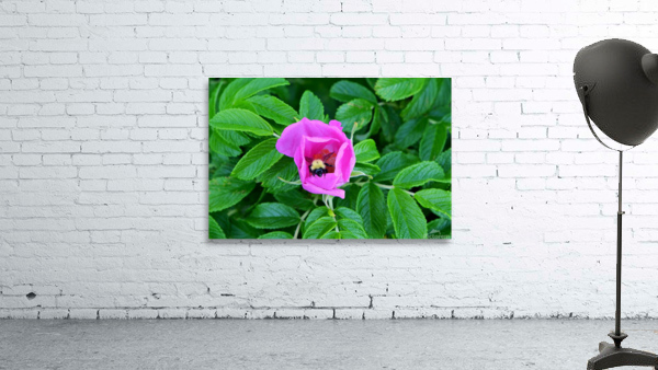Bumble Beach Rose Wall Preview