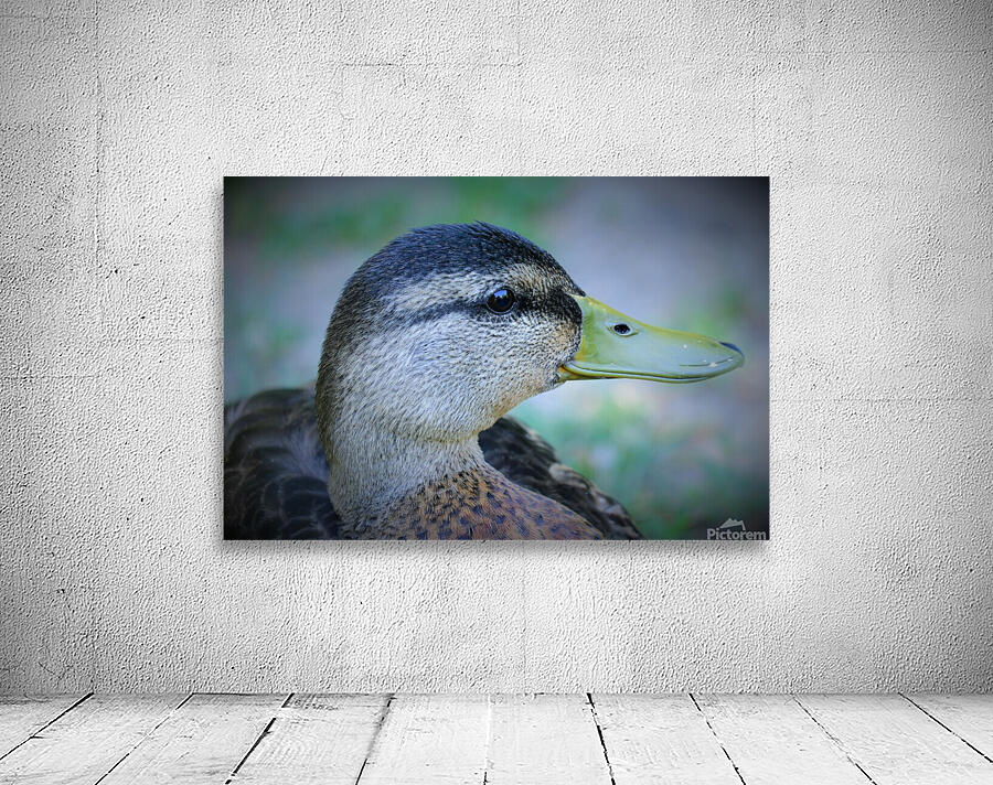 Duck Portrait Wall Preview