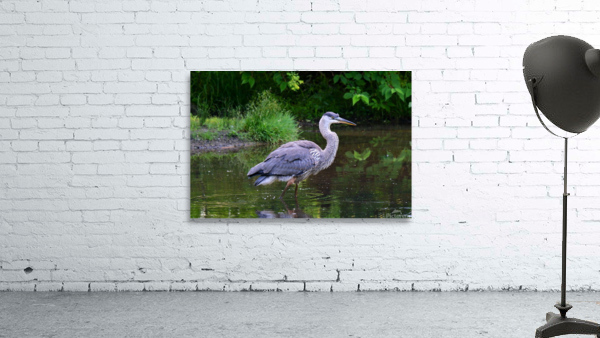 July Heron 1 Wall Preview