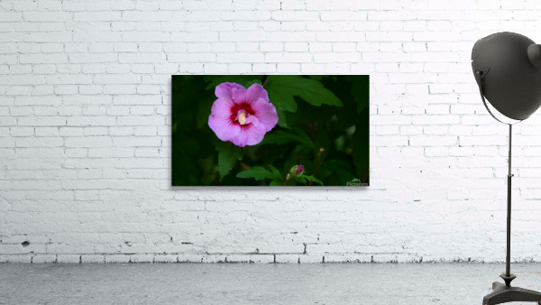 Softened Flower Wall Preview