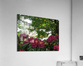IMG_4568 Acrylic Print