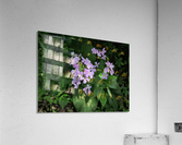 IMG_4543 Acrylic Print