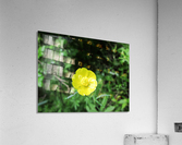 IMG_4892 Acrylic Print