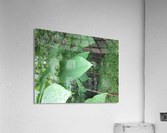 IMG_4893 Acrylic Print